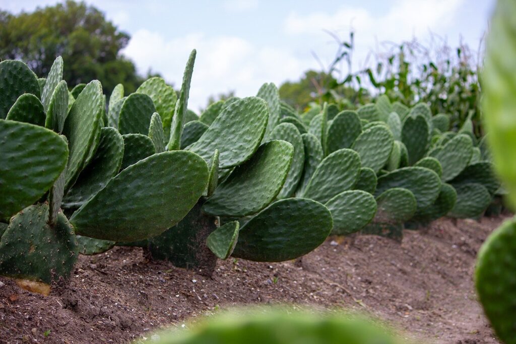 Edoméx potencia cultivo de nopal, emblema de resiliencia y alimento saludable