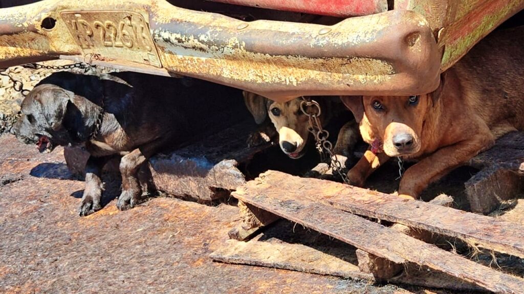 Condena Gobernadora Delfina Gómez maltrato animal de 108 perros localizados en predio en Mexicaltzingo