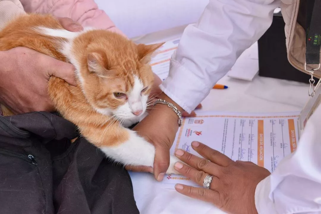 Edoméx: Entra en vigor la ley que blinda el bienestar animal y castiga con dureza el maltrato