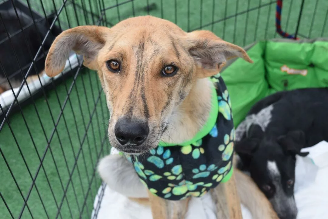 17 lomitos encuentran hogar gracias a «La Mejor Jugada es Adoptar»