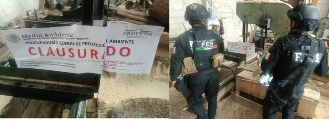 Clausuran centro clandestino de almacenamiento de madera en Xonacatlán