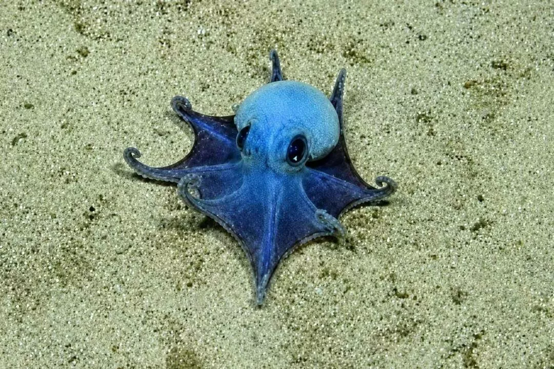 Descubren un pulpo azul insólito en Galápagos