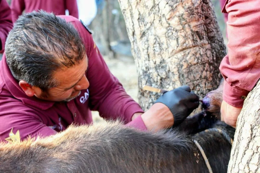 Edoméx instala primer cerco zoosanitario de 155 km en el país contra el Gusano Barrenador