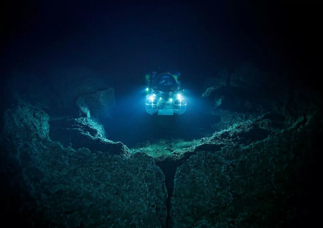 «La vida secreta del océano: las sorprendentes criaturas que aparecen de noche»