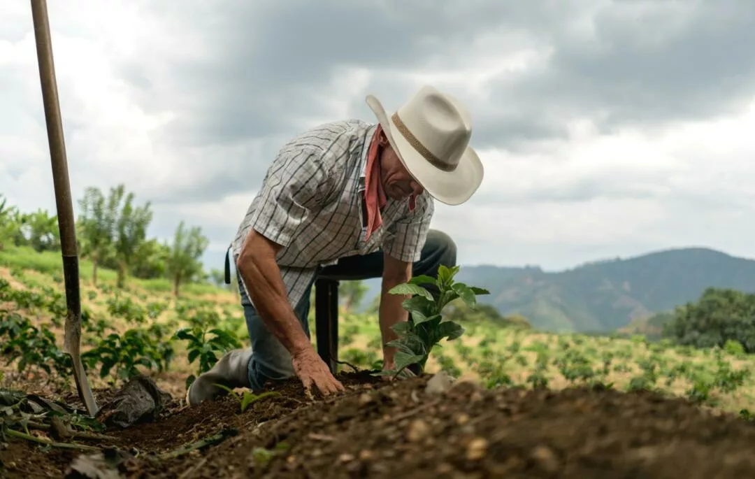 El campo y la importancia de eliminar intermediarios en la cadena productiva