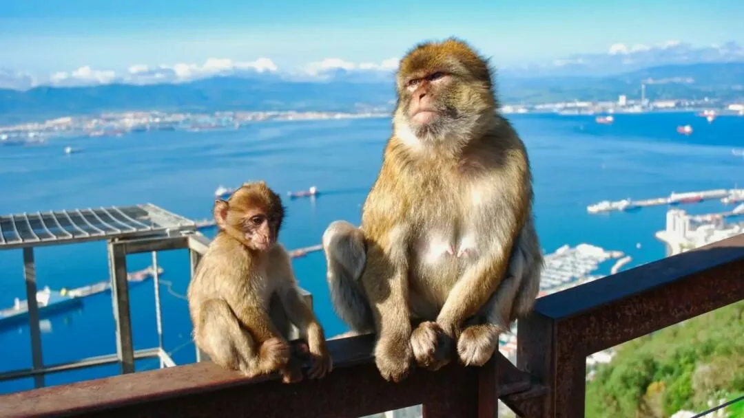 Los monos de Gibraltar y la presión humana sobre su comportamiento