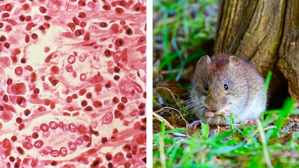 Hantavirus: OMS prevé declarar fin del brote