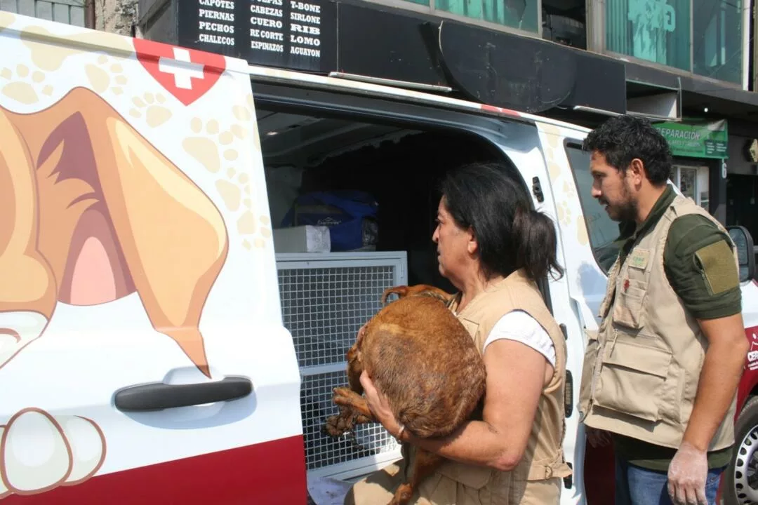 Ley en Edomex refuerza sanciones por maltrato animal