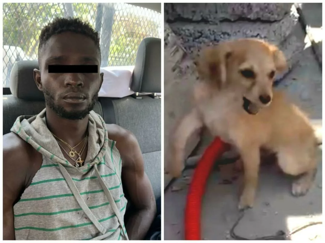 ​¡Justicia para lomito! Albañil haitiano golpea a cachorrito en Ecatepec y termina tras las rejas