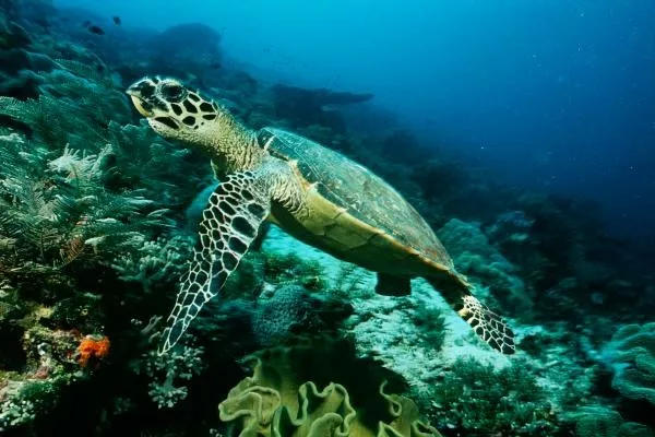 El pueblo mexicano refugio de la tortuga carey
