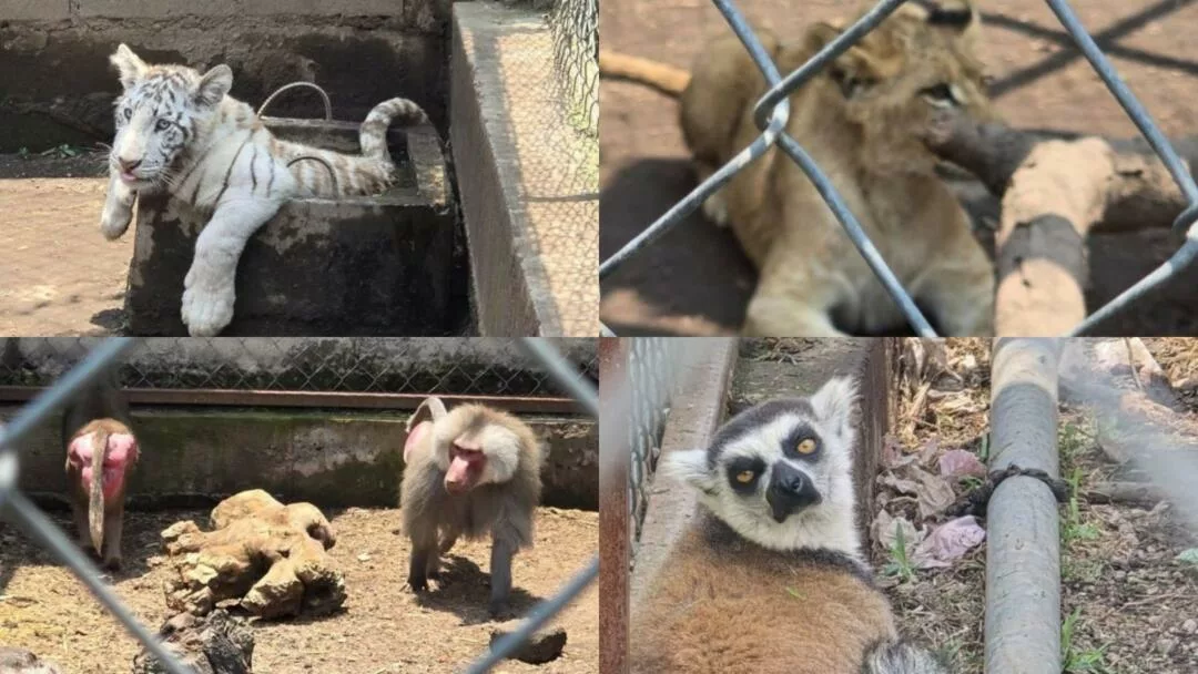 Aseguran león, tigre blanco, pumas y otras especies exóticas durante operativo en Chalco