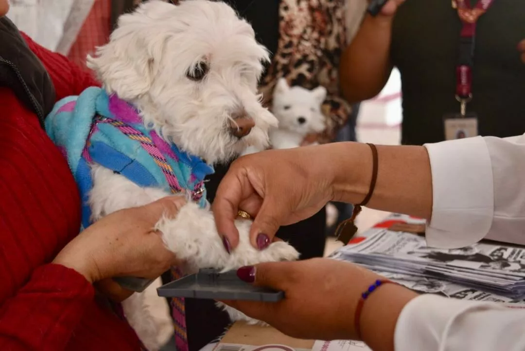 Edomex crea registro único de mascotas y endurece sanciones por maltrato animal