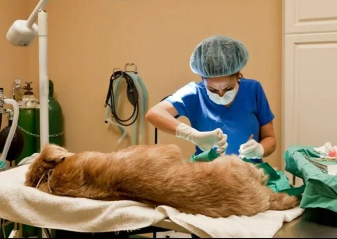 Esterilizar para prevenir: la clave para frenar la sobrepoblación canina en el Estado de México