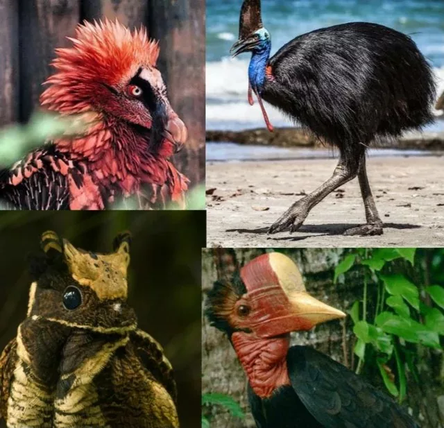 Los dinosaurios no desaparecieron: hoy siguen vivos en el planeta