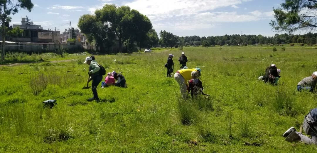 Se suman empresas y sociedad civil a reforestación en Toluca