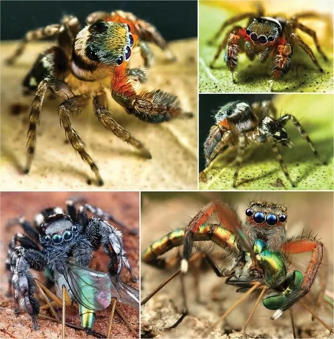 Arañas saltarinas: pequeñas cazadoras con visión excepcional