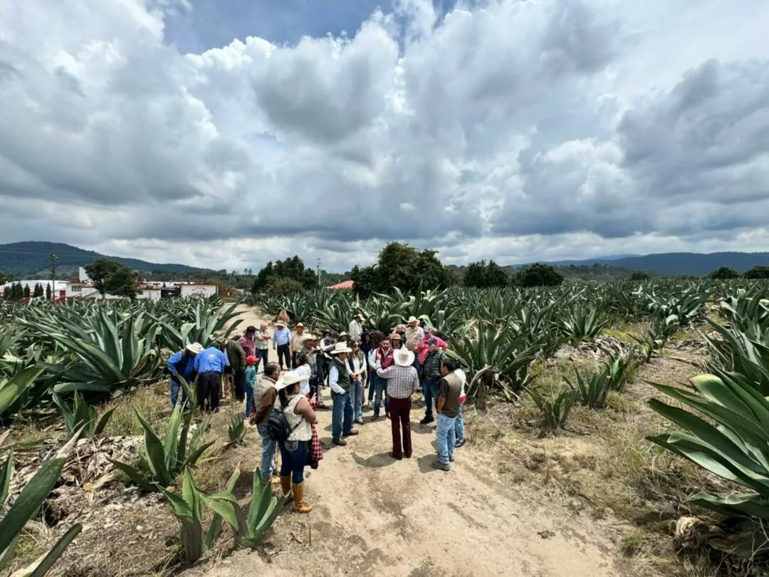 Finaliza Semana de los Bosques con 1er Foro Regional de Agaves Pulqueros