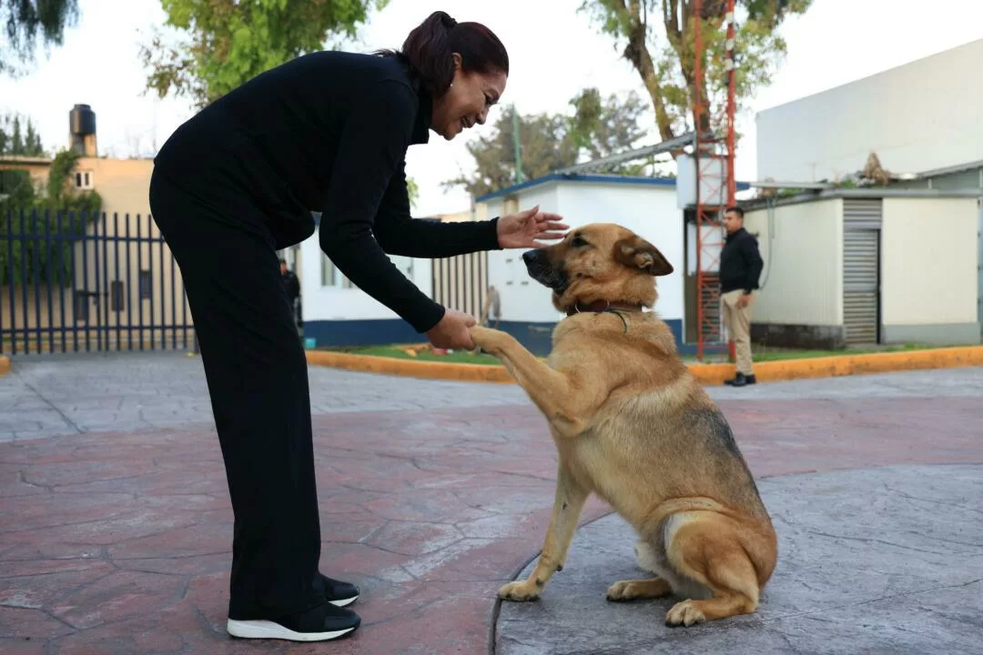 Celebra Tecámac el Día Internacional del Perro con acciones en favor del bienestar de los seres sintientes