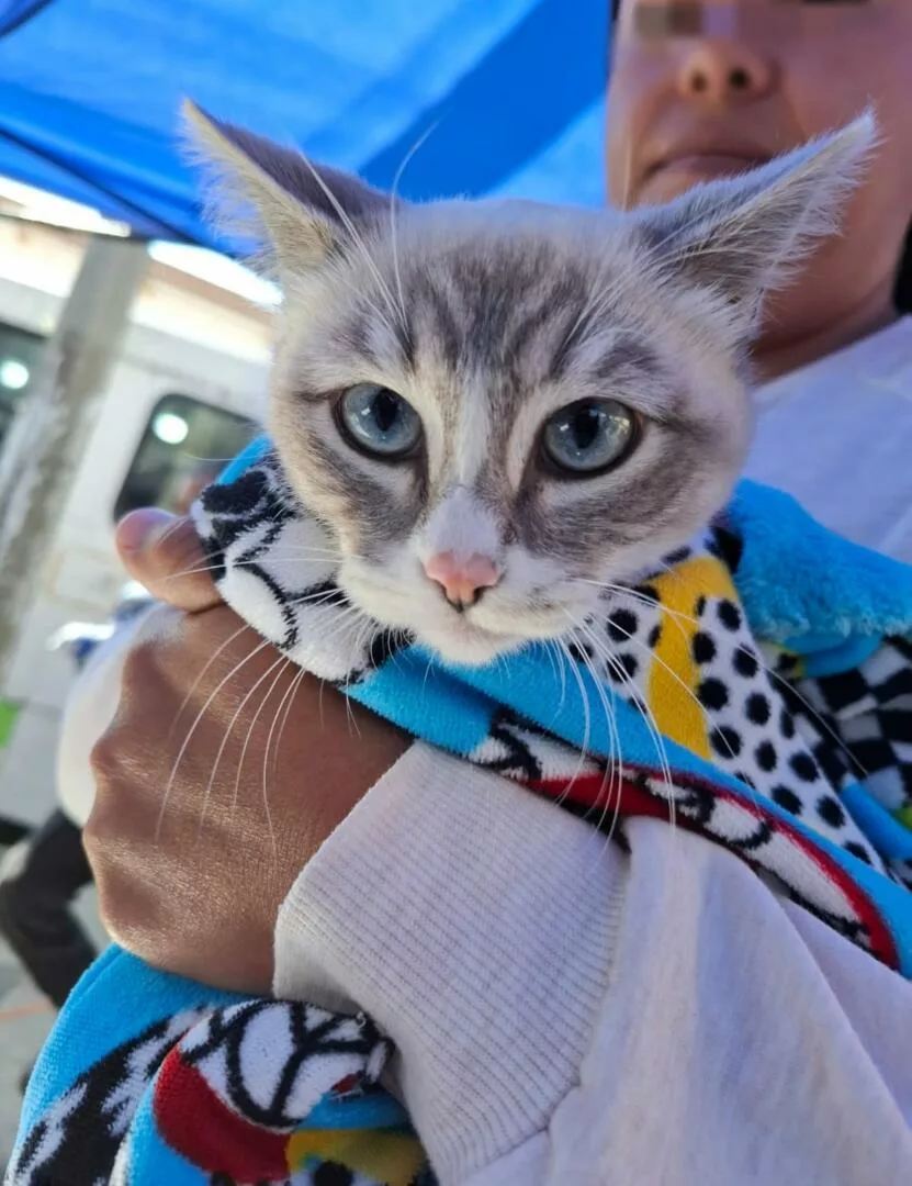 Esteriliza y vacuna gratis a tu mascota en Toluca este verano