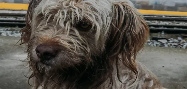 Día Internacional del Perro: En el Edomex 7 de cada 10 perros viven en la calle