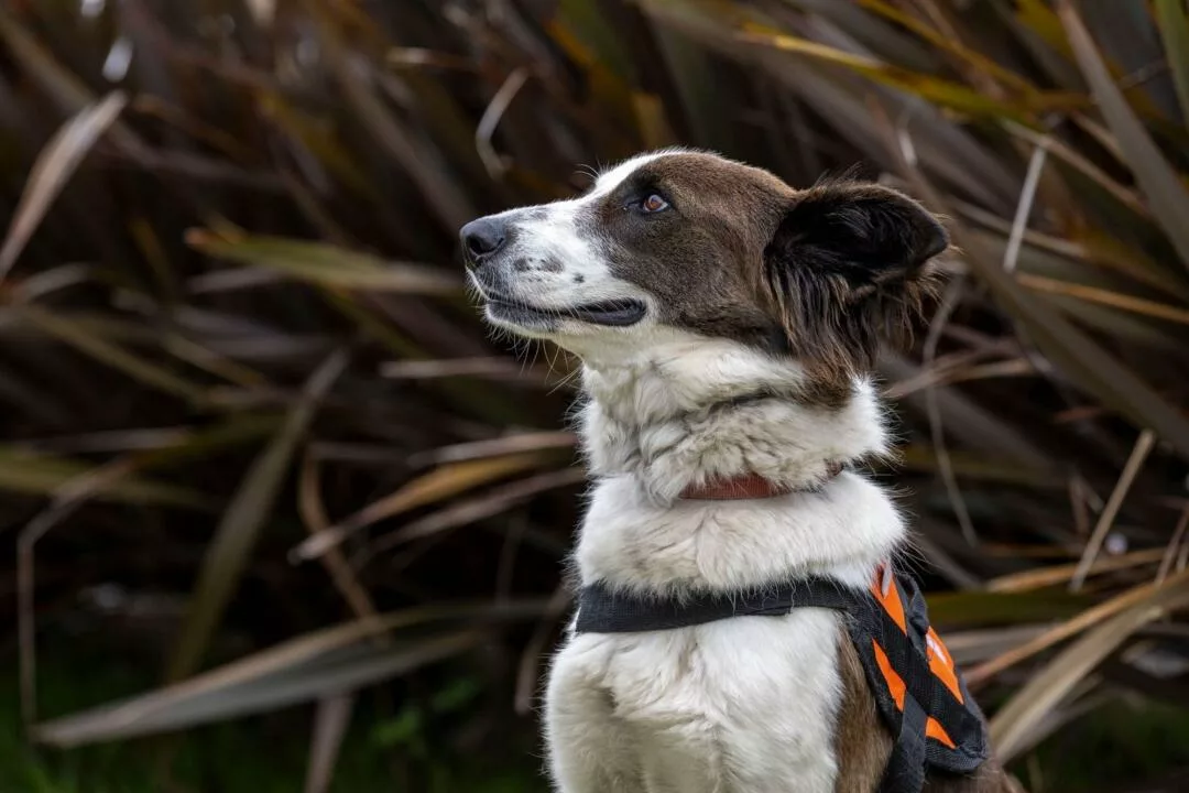 De la calle a terapeutas: El programa de la UAEMéx que transforma vidas humanas y caninas