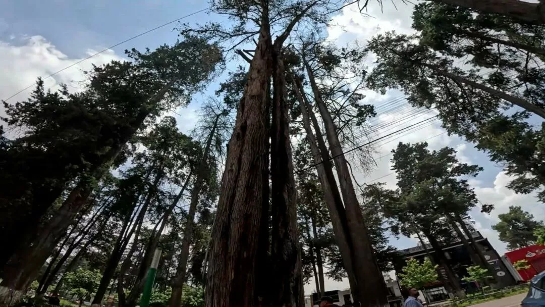 Sustituirán legendarios cedros en riesgo por especies nativas para restaurar el Paseo Colón
