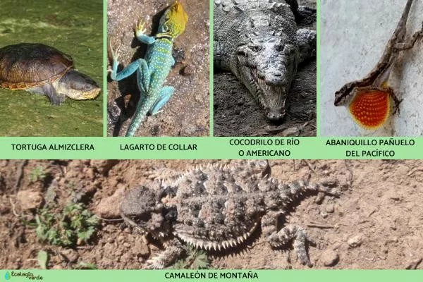 Edomex alberga 93 especies de reptiles; 41 están en alguna categoría de riesgo