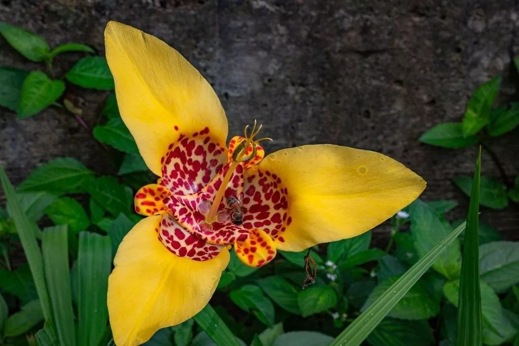 Festival de las Tigridias en la UAEMéx invita a descubrir una de las flores más emblemáticas de México