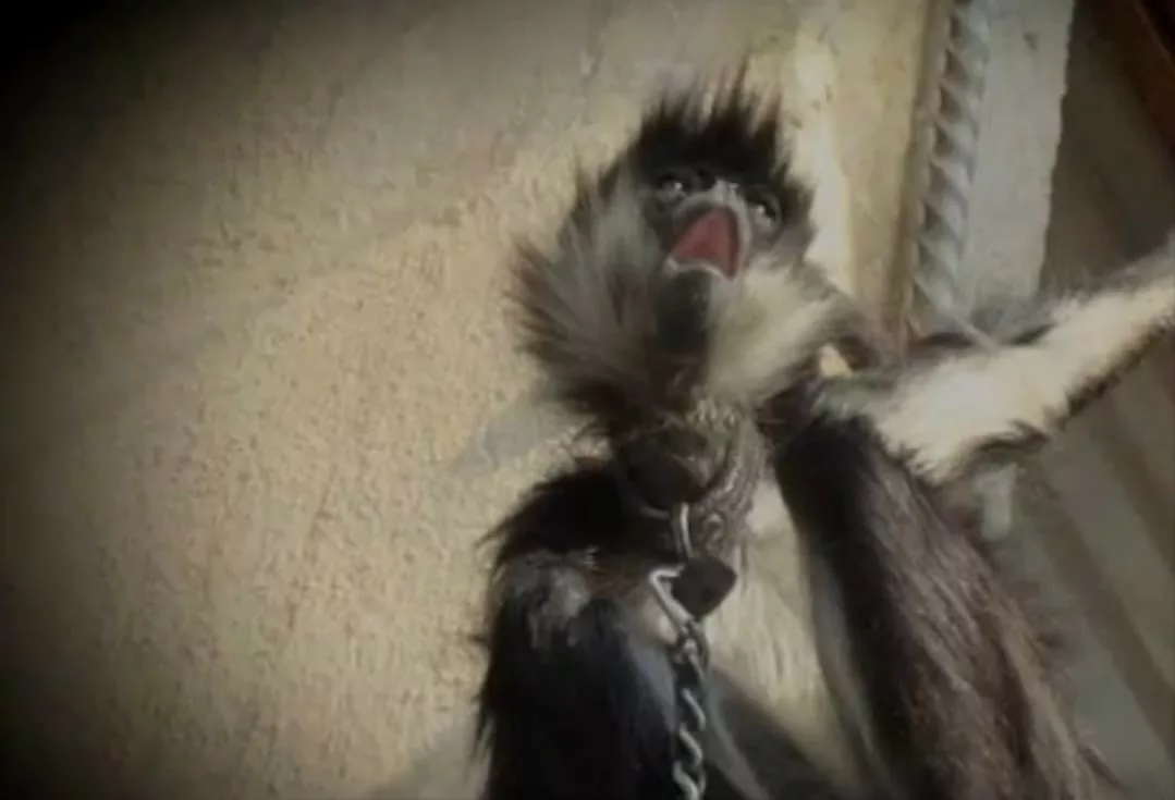 Aseguran ejemplar de mono araña en Melchor Ocampo, Estado de México