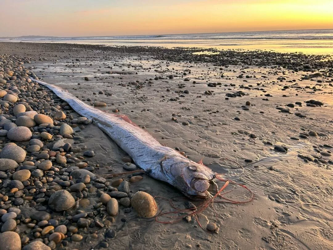 El misterioso “pez del fin del mundo” reaparece en playas de México