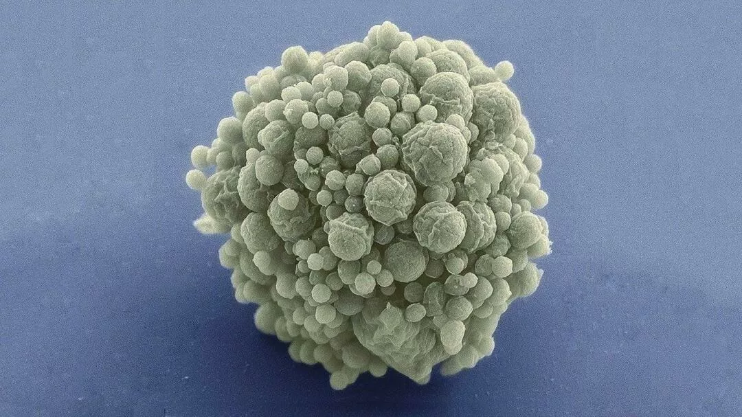 Científicos dan un paso histórico al crear una célula sintética viva