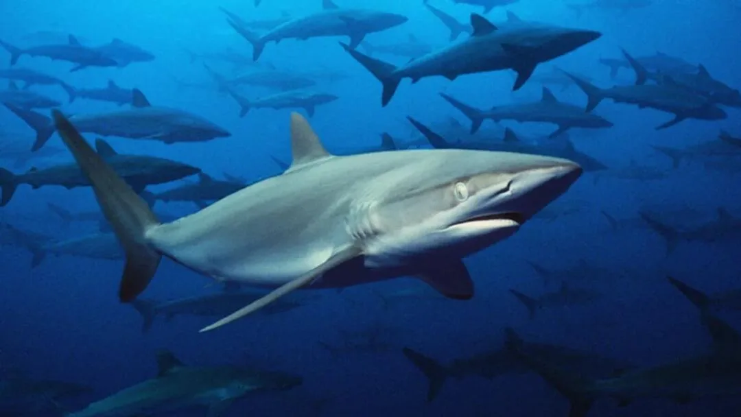 Ocho rasgos de los tiburones que probablemente no conocías
