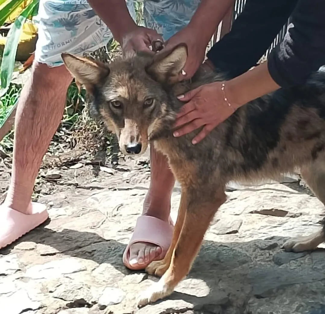 Aseguran a un coyote que permanecía encadenado en un domicilio de Tlalmanalco