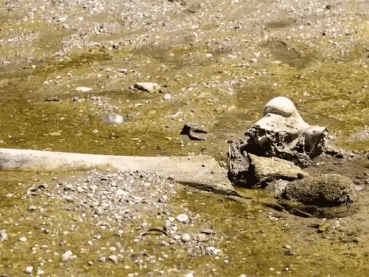 Encuentran restos fósiles de mamut en el río Danubio
