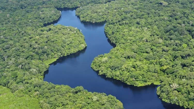 Selva Amazónica enfrenta nuevos retos ante la deforestación y el cambio climático