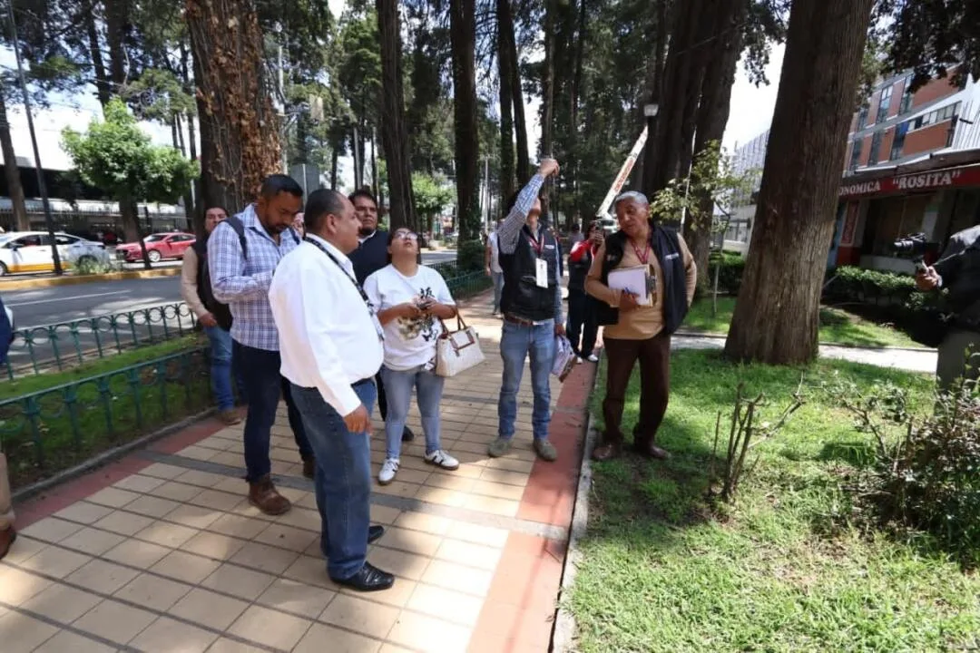 Inicia tala de 24 árboles en Paseo Colón; ayuntamiento defiende medida, es por seguridad, insiste