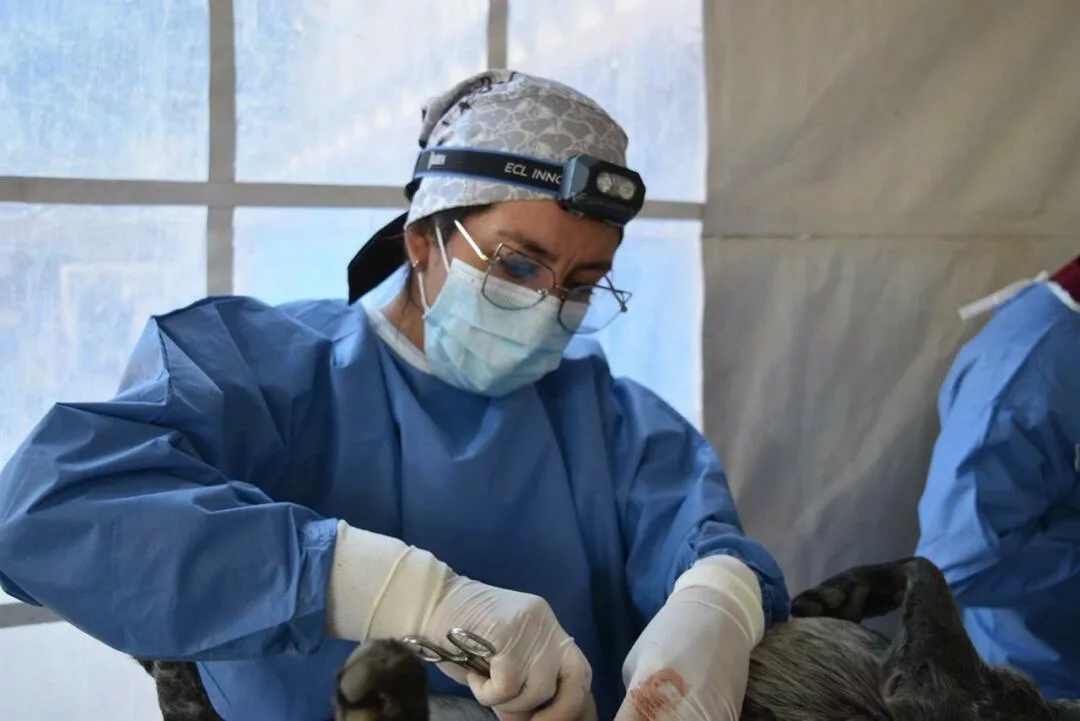 Brindan más de 19 mil servicios veterinarios gratuitos con la Estrategia CERA
