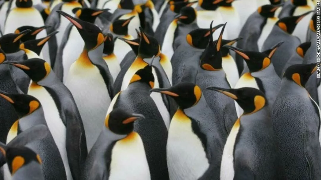 Pingüinos: las fascinantes aves del hemisferio sur