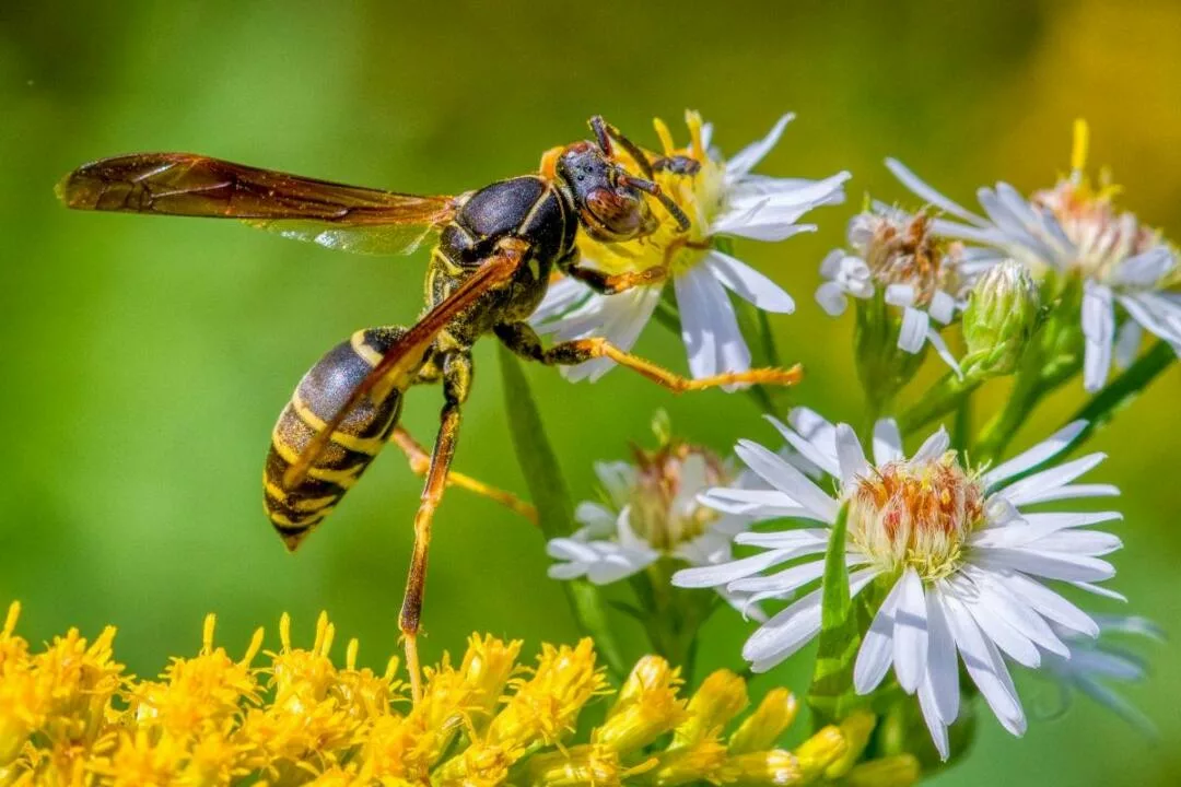 Avispas: aliadas del ecosistema que también requieren respeto y precaución