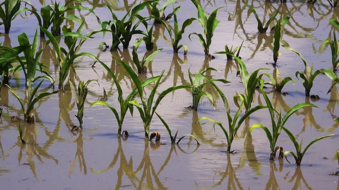 Lluvias en el Edomex afectan más de 2 mil hectáreas de cultivos en lo que va de 2026