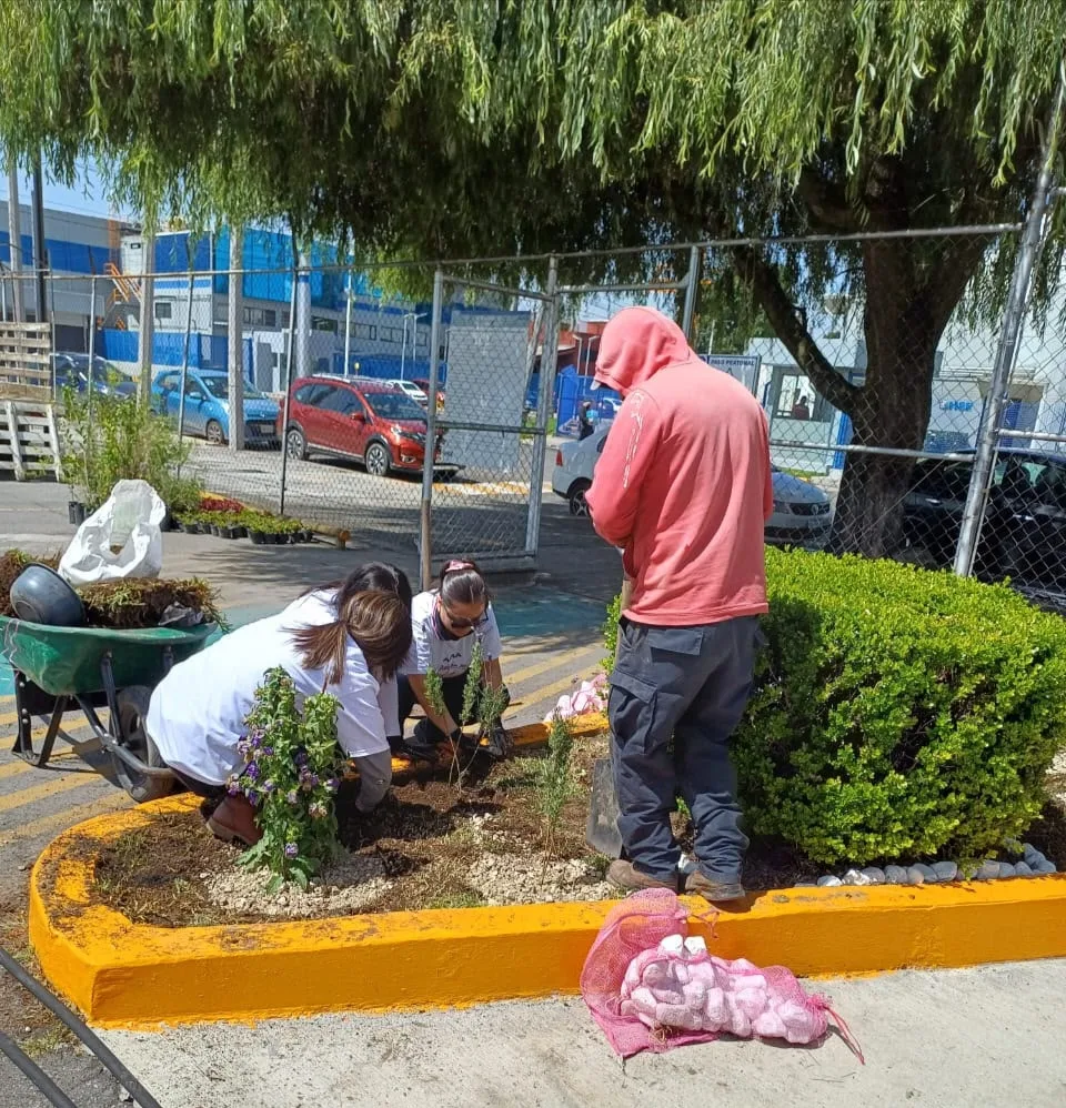 Avanza Toluca en la creación de jardines polinizadores, fomenta la recuperación de espacios públicos