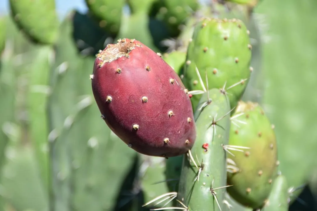 Mantiene Edomex liderazgo en producción de tuna con más de 154 mil toneladas al año