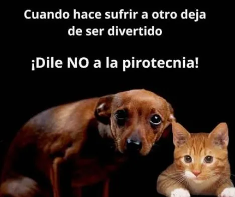 Pirotecnia bajo alerta: animales enfrentan miedo, estrés y desorientación