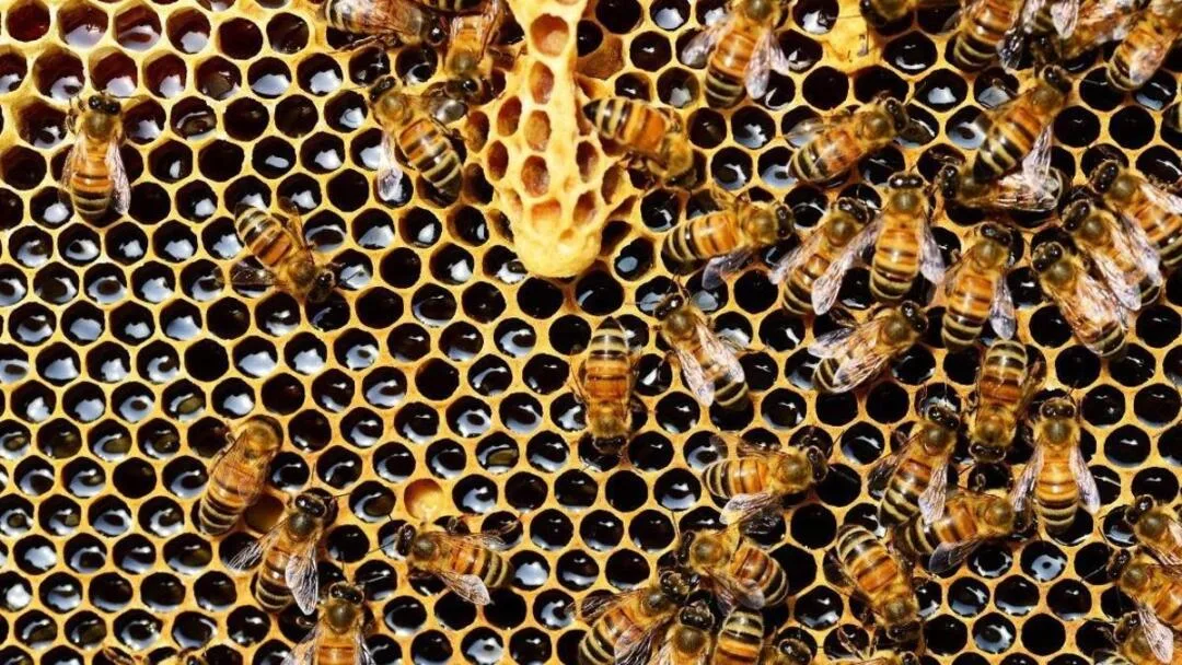 Abejas en crisis: investigan mortandad récord en EU