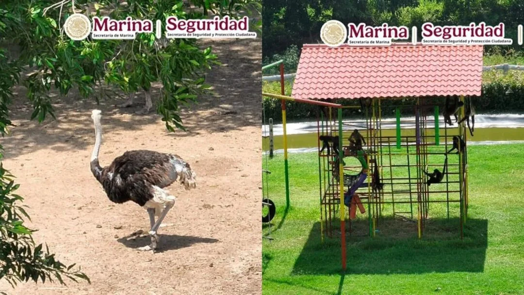 El zoológico secreto del narco: hallan 135 animales exóticos durante operativo contra el Cártel del Golfo