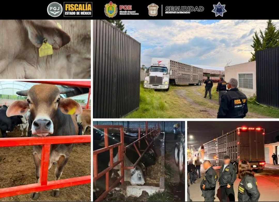 ¡Golpe al abigeato! Recuperan 136 cabezas de ganado en Otumba