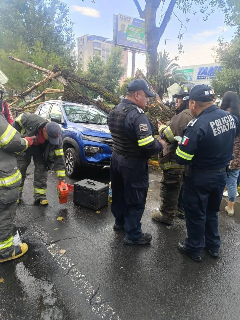 Lluvias y fuertes rachas de aire derriban árboles en Toluca