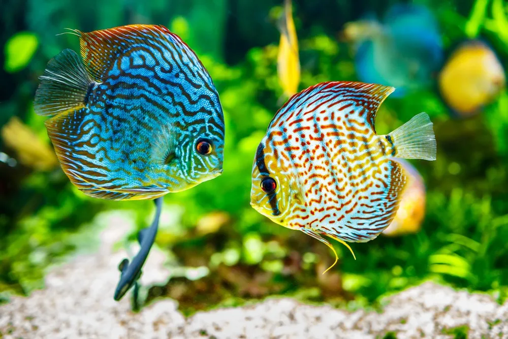 Peces tropicales: color, biodiversidad y desafíos para su conservación