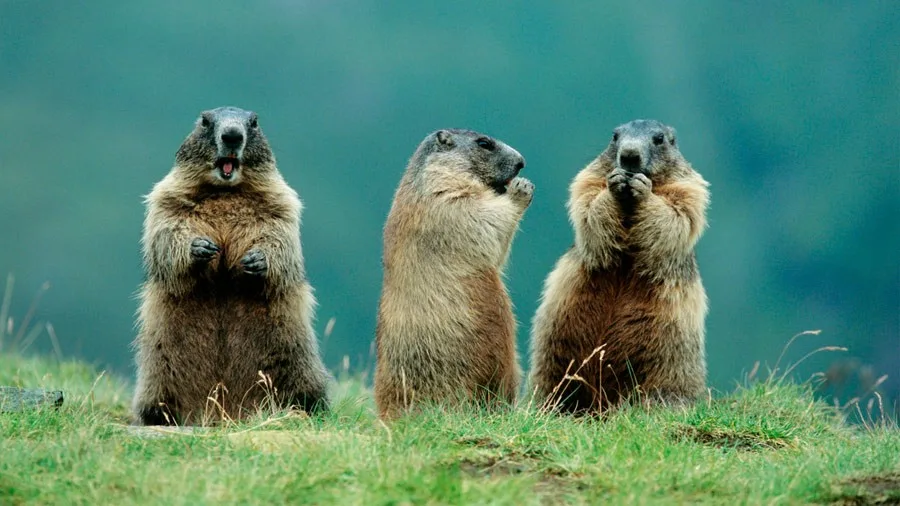 Las marmotas, guardianas de los ecosistemas de montaña
