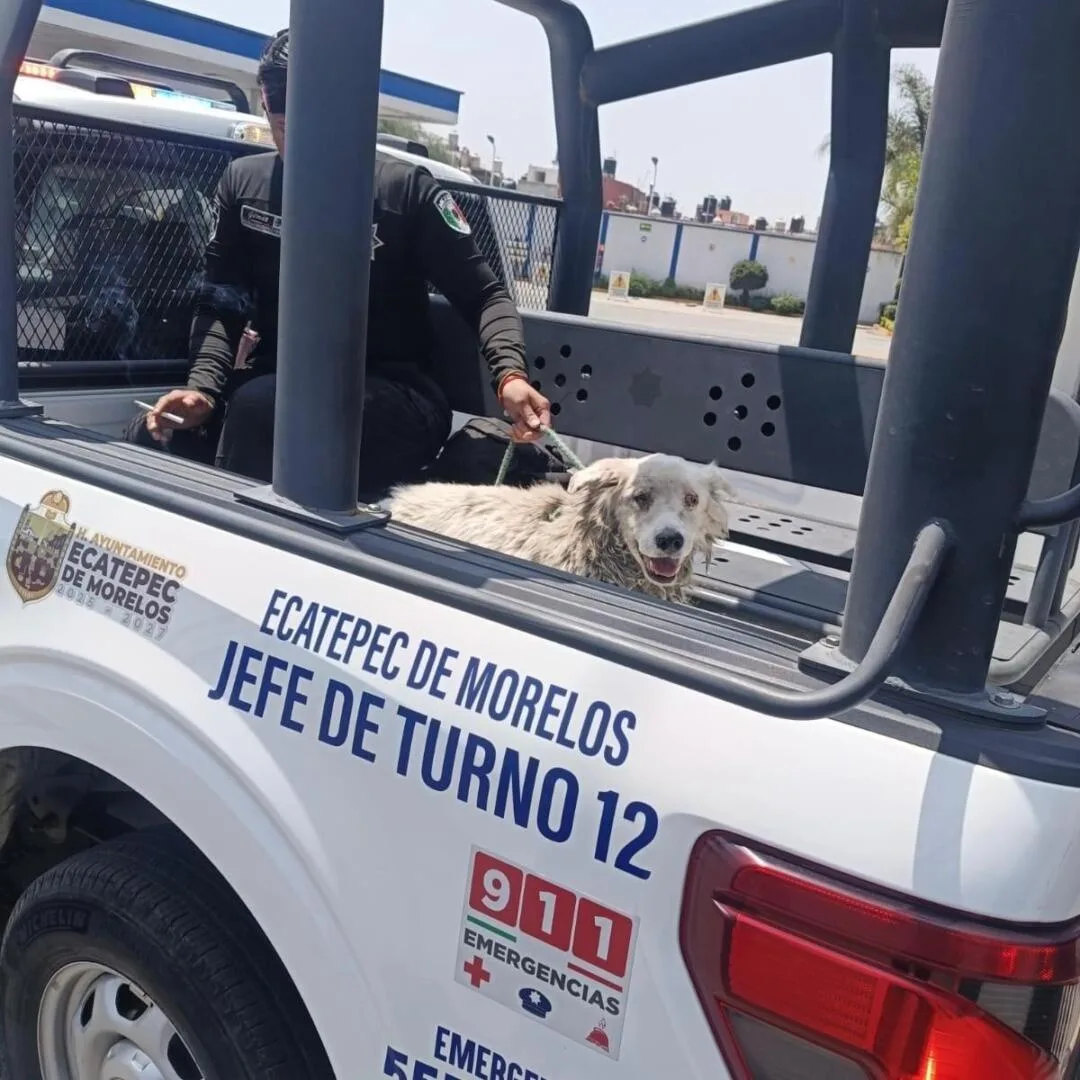 Policía de Ecatepec rescata a canino atrapado en canal